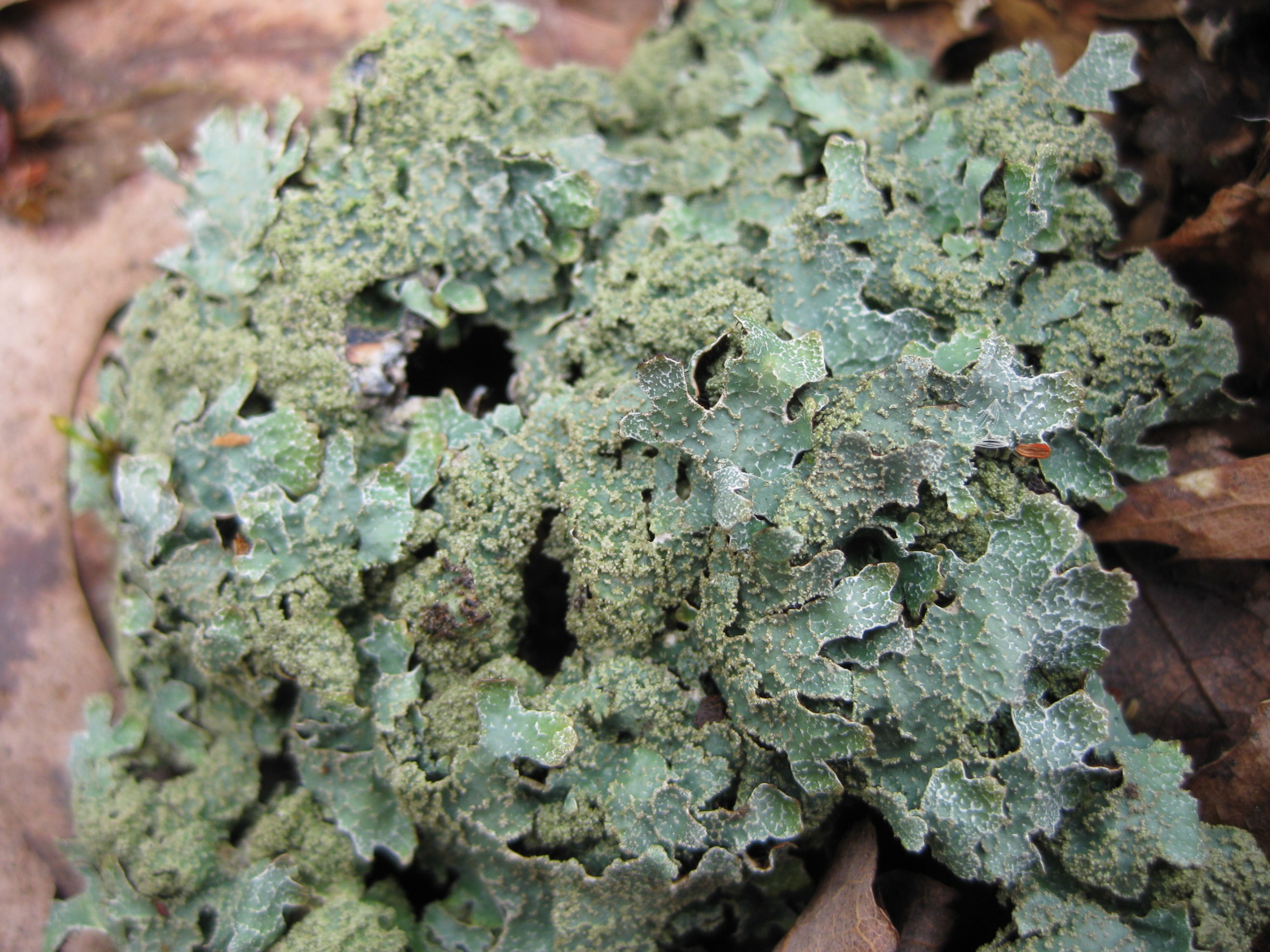 Lichen, Rough speckled shield -BRP 4-30-09
