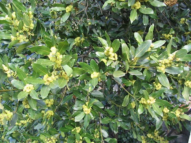 Bay with small yellow flowers