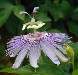 Passiflora incarnata, maypop flower